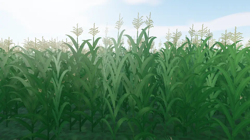 A green corn field about to tassel