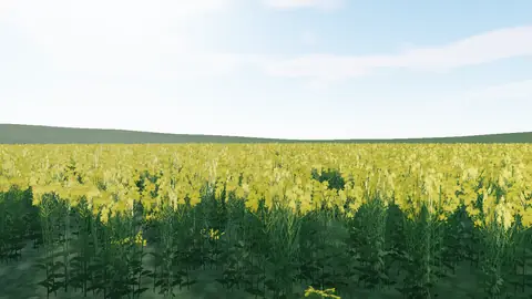 A canola field in yellow bloom
